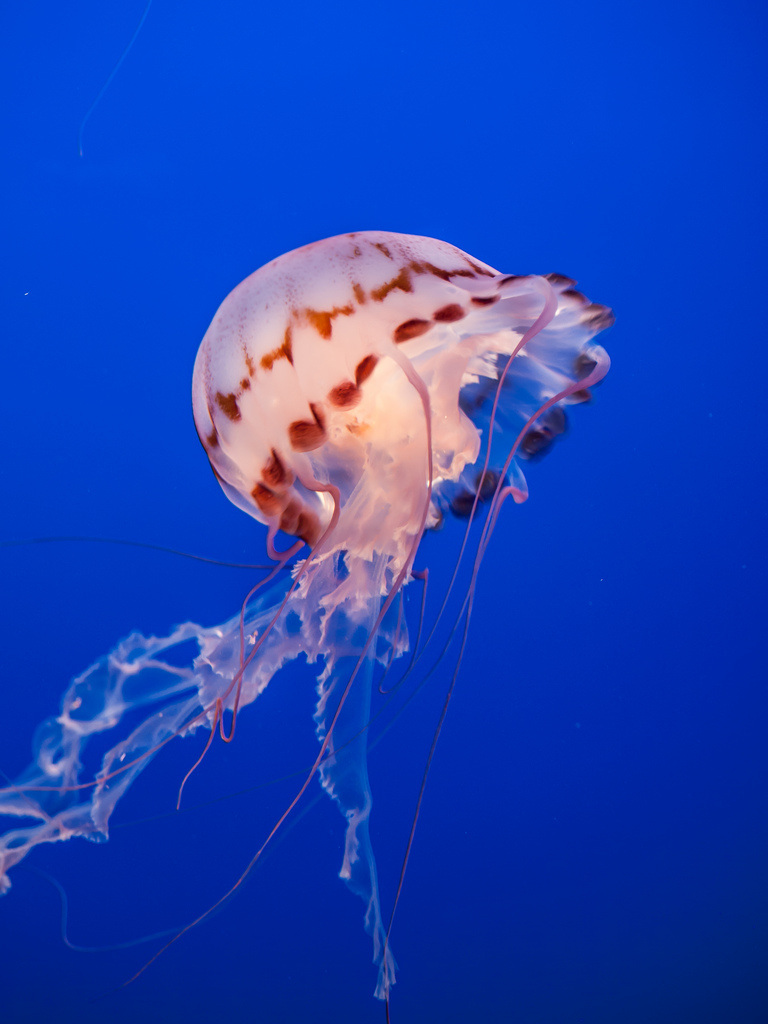 Purple Striped Jellyfish (Chrysaora colorata) - Respiratory System