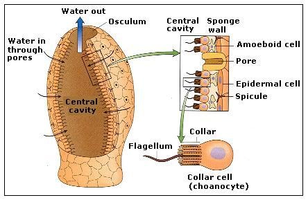 Giant Barrel Sponge (Xestospongia muta) - Respiratory System